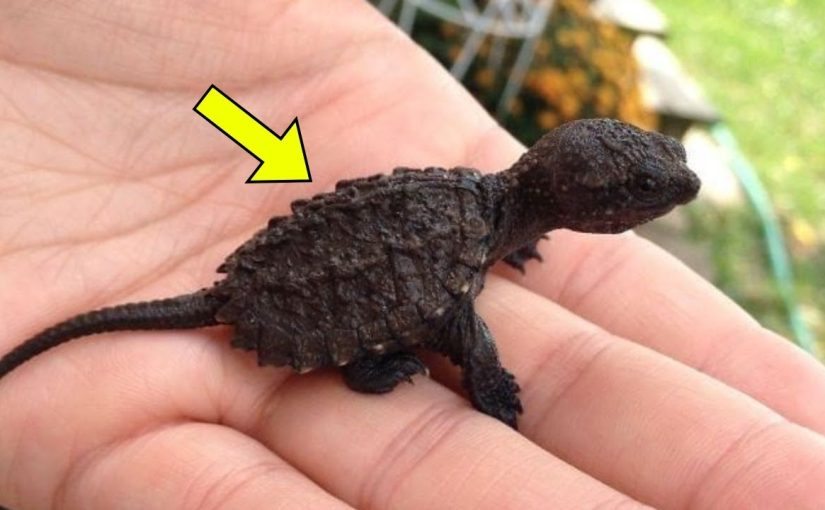 A 9-year-old girl thought she had found a lizard in the forest. When the veterinarian saw it, he exclaimed, “Oh my goodness, step back! ➤ Buzzday.info