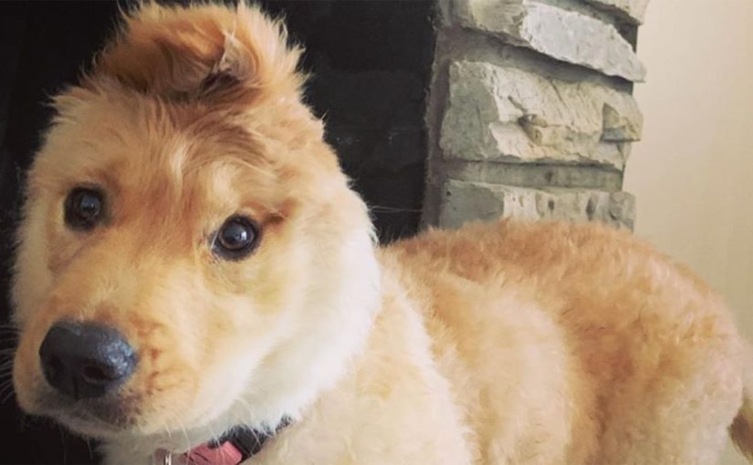 The “unicorn dog” has conquered the Internet: a dog with an ear in the middle of its head ➤ Buzzday.info