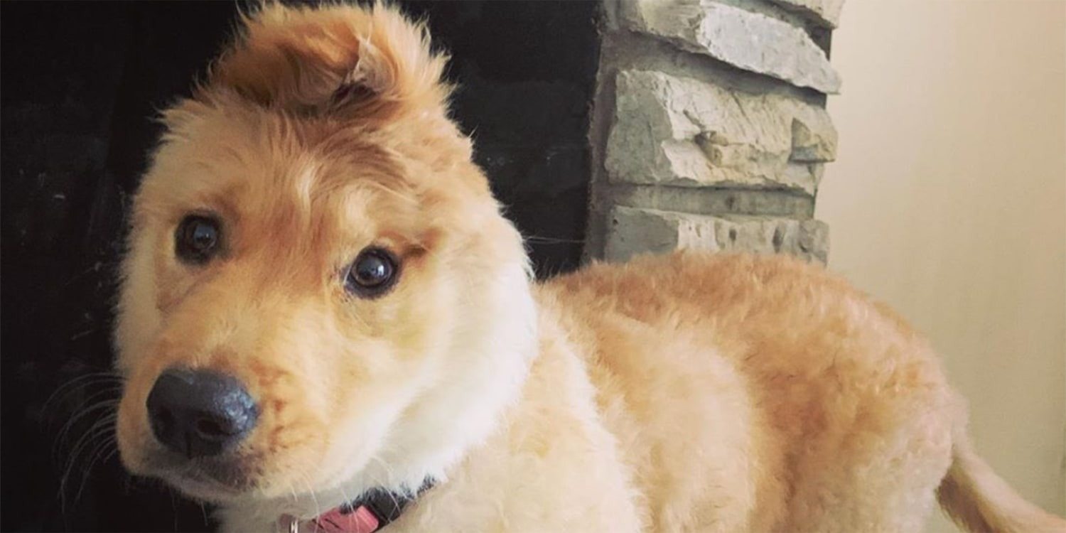 The “unicorn dog” has conquered the Internet: a dog with an ear in the middle of its head ➤ Buzzday.info