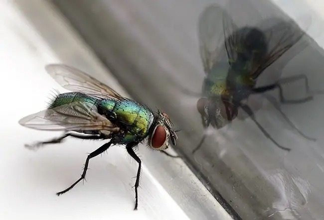 Learn how to repel flies from your home ➤ Buzzday.info