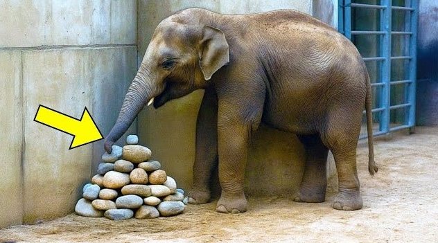 Elephant Kept Placing Stones in Corner of Enclosure, Then Experts Found Out Why… ➤ Buzzday.info