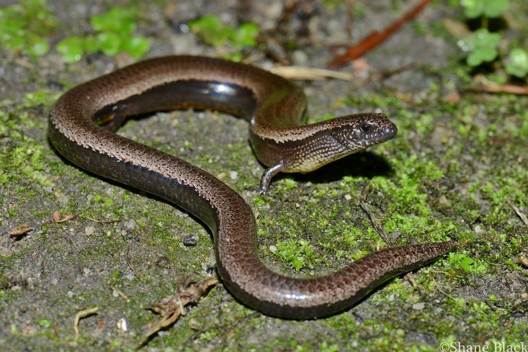 I found this snake in my garden… But when the vet saw it, he turned pale and shouted, “Call an ambulance immediately!” ➤ Buzzday.info