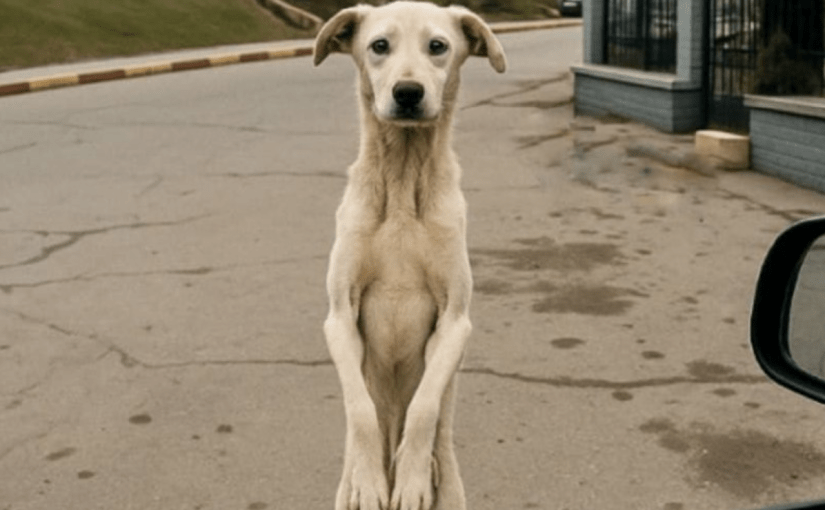 After Years Apart, This Stray Dog Sees His Owner Again—You Won’t Believe What He Does ➤ Buzzday.info