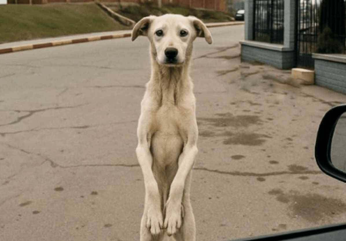After Years Apart, This Stray Dog Sees His Owner Again—You Won’t Believe What He Does ➤ Buzzday.info