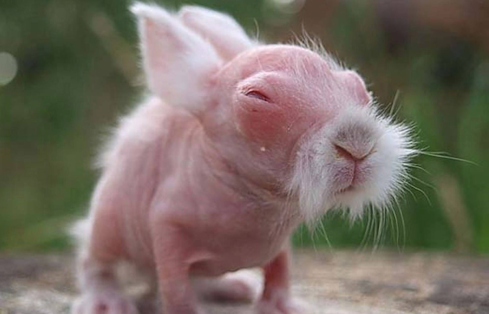 A girl (5) thought she’d saved a rabbit. The vet says it’ll make headlines when he sees it ➤ Buzzday.info
